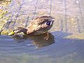 Snadrende vildand ved Furesø/Fiskebæk.