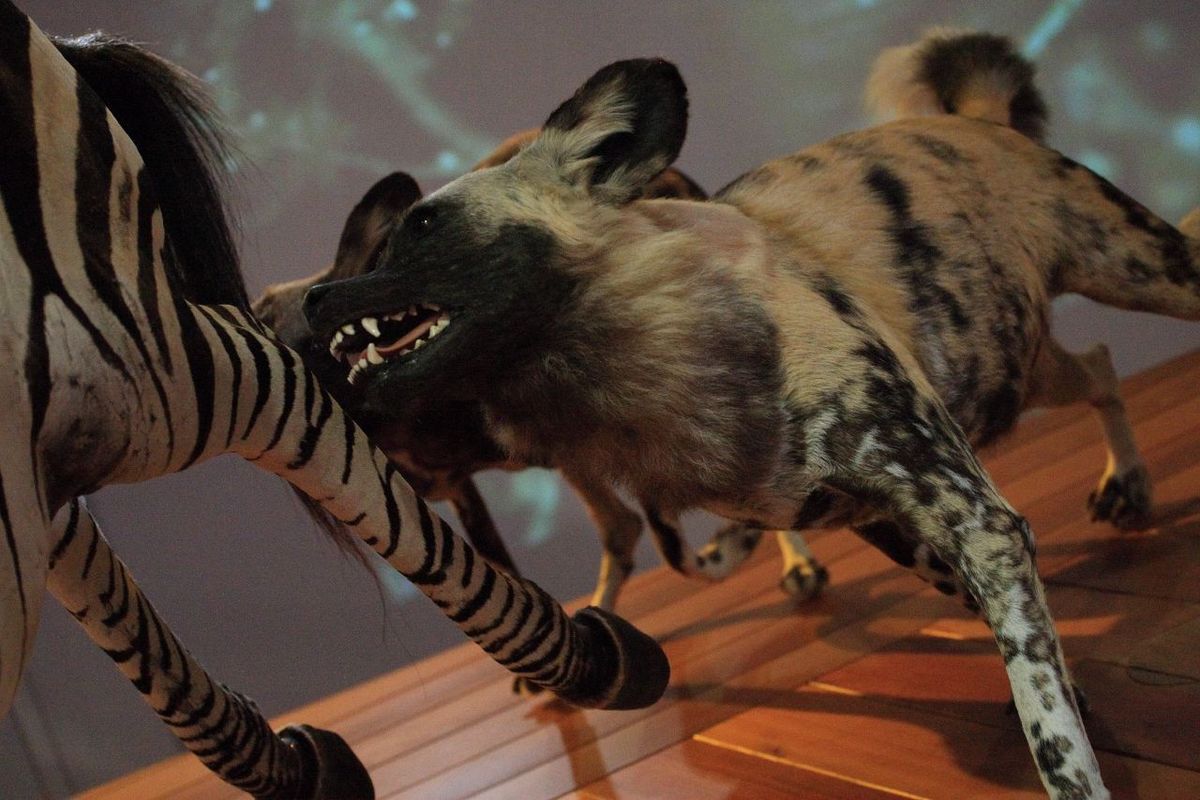 File:WLANL - Urville Djasim - Wilde hond met zebra - Wild dog with zebra  (3).jpg - Wikipedia