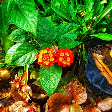 Lantana camara, commonly known as West Indian Lantana. Photo by Jeremyida002