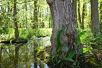 Wetland from Templiner Gewässer near Templin, Germany