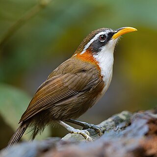 <span class="mw-page-title-main">White-browed scimitar babbler</span> Species of bird