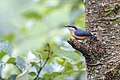 * Nomination White-tailed Nuthatch. By User:Mildeep --Nirmal Dulal 07:18, 20 March 2024 (UTC) * Promotion  Support Good quality. --Pdanese 15:04, 20 March 2024 (UTC)