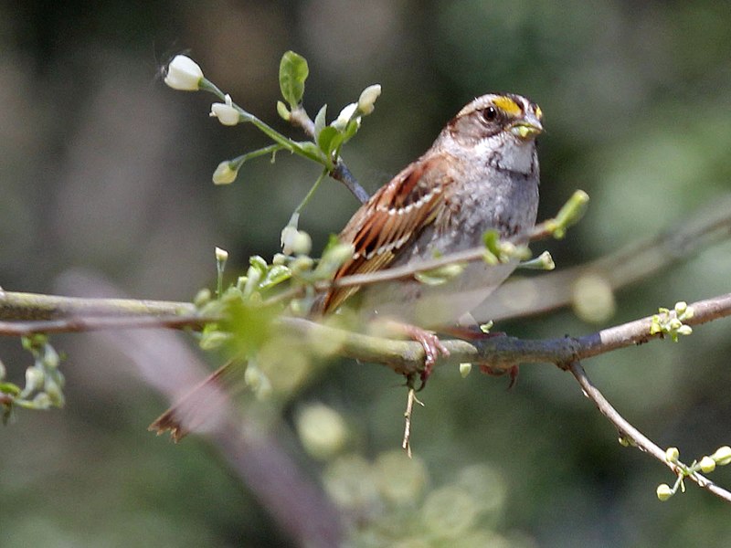 File:White-throated Sparrow RWD4.jpg