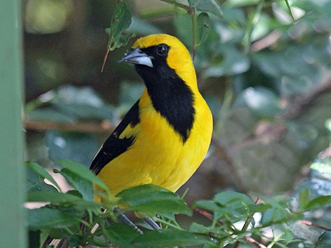 Желтая птица. Yellow Oriole (Icterus nigrogularis). Желтая птица Южная. Желтая птица с черными крыльями. Птица с желтым воротничком.