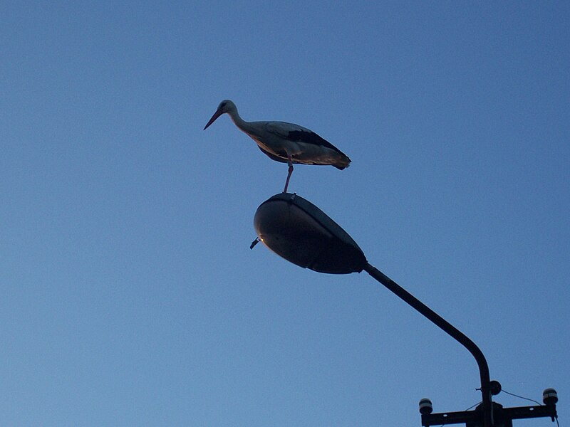 File:White stork in Ver-Assebroek (2).jpg