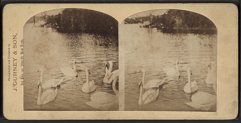 File:White swans, by J. Gurney & Son.jpg