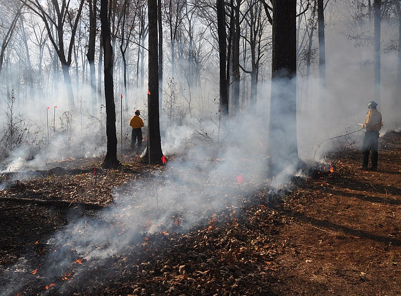 File:Wildfire research, Strawberry Plains Audubon Center, Mississippi (cropped).jpg