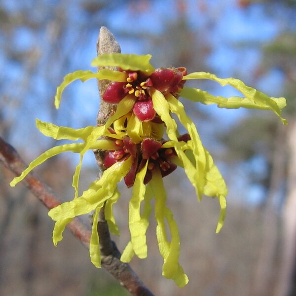 File:Witch hazel blossom Truro.jpg