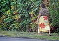A Samoan woman wearing a lavalava in Apia