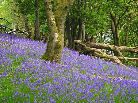 A bluebell wood, near Lampeter in Wales Wood with bluebells - geograph.org.uk - 701019.jpg