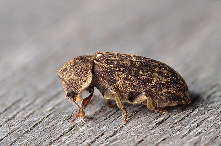 Deathwatch Beetle Wikiwand