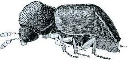 Xylopsocus_gibbicollis