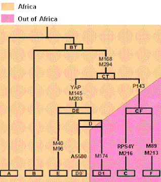 Haplogroup BT