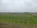 English: Young trees planted along the levee. Part of the grand afforestation project that aims create forest strips on both sides of each levee