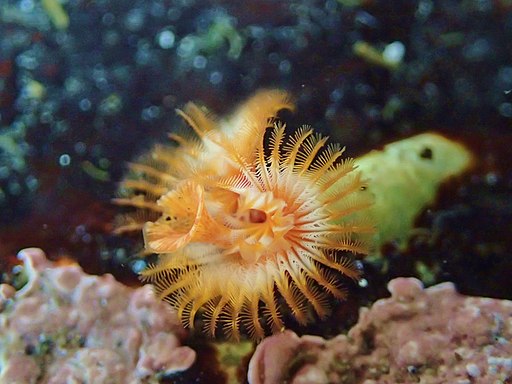 Yaquina Head tide pools, tube worm (27268934045)