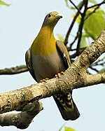 Yellow-footed Green-Pigeon (Treron phoenicopterus) male-8.jpg