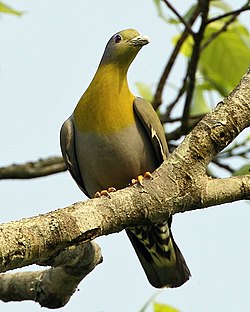 Yellow-footed Green-Pigeon (Treron phoenicopterus) male-8.jpg