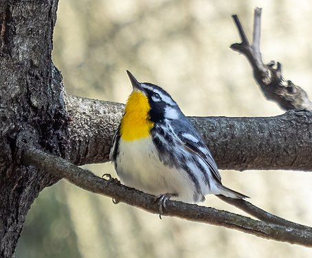 Yellow-throated warbler in Central Park