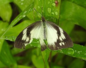 Yellow Orange Tip Ixias pyrene Female yellow form UP by Dr. Raju Kasambe DSCN3681 (23).jpg