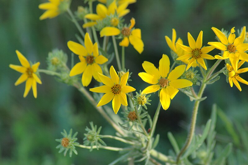 File:Yellow flowers 2.jpg