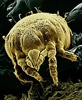 A yellow mite (Lorryia formosa), magnified about 850x