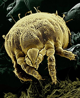 A microscopic arachnid Lorryia formosa Yellow mite (Tydeidae) Lorryia formosa 2 edit.jpg
