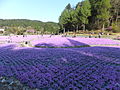 永沢寺花しょうぶ園 (13)