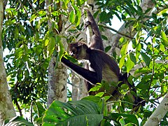 Yucatan Spider Monkey (Ateles geoffroyi yucatanensis) (6766684927).jpg