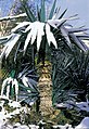 Yucca gloriosa form Mitteleurope Germany B.jpg