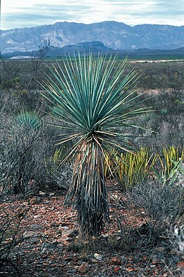 En karakteristisk prøve af Yucca rigida i det mexicanske højland