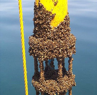 Zebra mussels were first detected in the Great Lakes Basin in 1988, in Lake St. Clair.