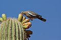 Zenaida asiatica -Phoenix, Arizona, USA -cactus-8 (1).jpg