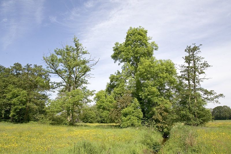 File:Zicht op het beekdal van het Anloërdiep - Anloo - 20529352 - RCE.jpg