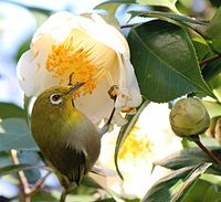 feeding nectar of Camellia japonica 2012-03-15