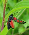 Zygaena viciae