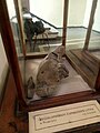 en:Zygolophodon tapiroides Cuvier, Upper en:Pliocene, en:Valchedram at the en:Sofia University "St. Kliment Ohridski" Museum of Paleontology and Historical Geology
