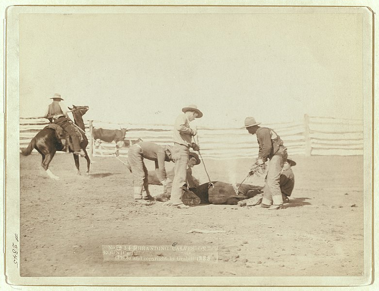 File:"Branding calves on roundup" LCCN99613914.jpg