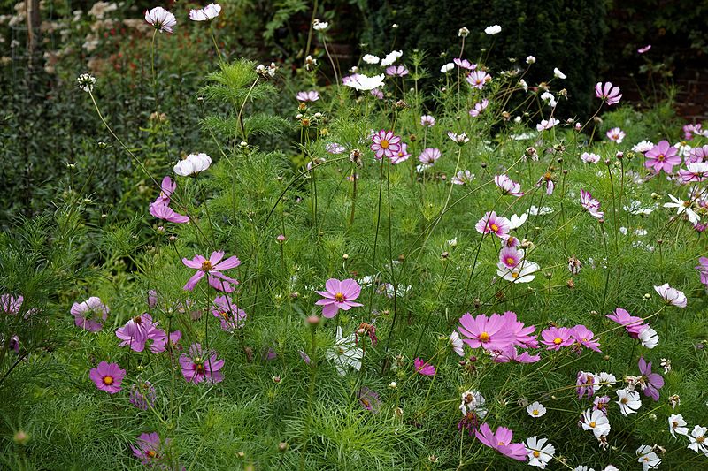 File:'Cosmos' cultivar bed in the Walled Garden at Goodnestone Park Kent England 2.jpg