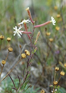 <i>Silene supina</i> Species of flowering plant