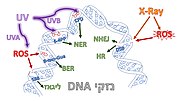 תמונה ממוזערת עבור נזקי DNA בעקבות קרינת UV וקרינת רנטגן