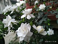tgr' phul Gardenia jasminoides.jpg