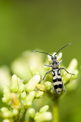 Chlorophorus graphus