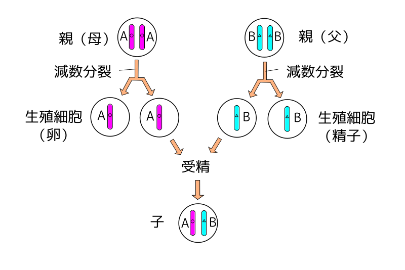 File:有性生殖 模式図.svg