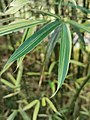 Bambusa variegata - Bamboo Specimen Garden in Xitou Nature Education Area, Taiwan.