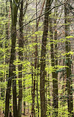 Buchenwald im Frühling Beech forest in spring