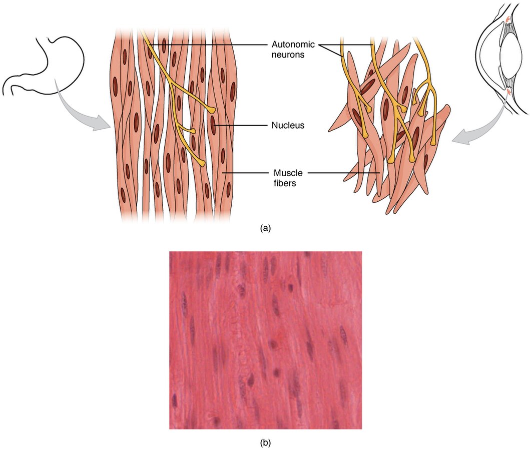 Smooth muscle. Гладкая мышечная ткань muscular Tissue. Smooth muscle Tissue. Гладкая мускулатура гистология. Гладкие мышцы под микроскопом.