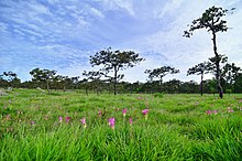 პათუმა ( Curcuma alismatifolia ), პა ჰინ ნგამის ეროვნული პარკი