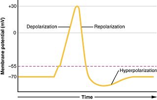 Depolarization change in a cells electric charge distribution