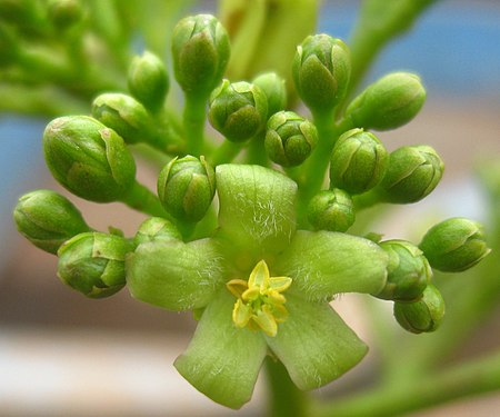 142 DAS Jatropha scaposa x curcas - male flower (4629203926).jpg