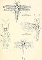 Miniatura para Palaeodictyoptera